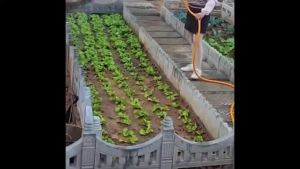 Khu vườn hoa xi măng hàng rào khuôn gạch vườn rau nông thôn viền sân vườn đá bậc mẫu đá viền vườn