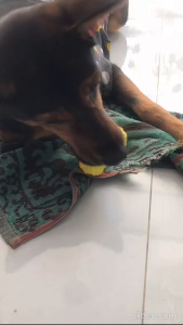 Đồ chơi cho Chó gặm sạch răng hình quả tạ có kèn kêu bằng nhựa vinyl - Hara Pet Store