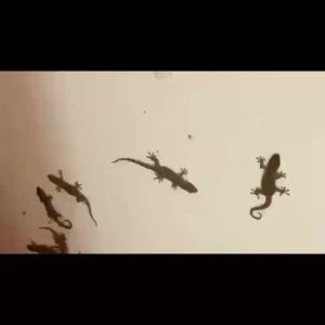 500ตร.มจิ้งจกตายหมด ยากำจัดตุ๊กแก ยากำจัดจิ้งจก ยาฆ่าจิ้งจก กำจัดจิ้งจก สูตรใหม่ ปลอดภัย มีประสิทธิภาพ ป้องกันในระยะยาว ครีมกำจัด จิ้งจก ตุ๊กเเก เเมลงต่างๆ กำจัดตุ๊กแก ไล่จิ้งจกถาวร สเปรย์ไล่จิ้งจก ไล่ตุ๊กแกถาวร ยาฆ่าตุ๊กแก ครีมกำจัดจิ้งจก ยาเบื่อจิ้งจก