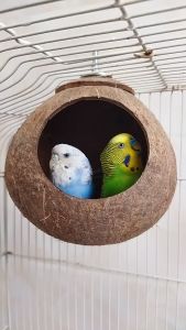 Coconut Shell Bird House Small Animals House for Parrot Cockatiel Lovebird Finches Garden