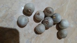 buah pinang atau jambe tua asli belum kering