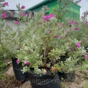 (ส่งฟรี)ต้นนีออน (ต้นสูง 60-70 cm.) ใบเงิน ดอกสีม่วง ใช้เวลาจัดส่ง 5-7 วันทำการค่ะ