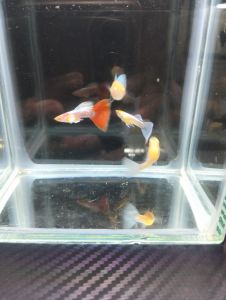 (孔雀鱼)天空蓝 1对 天空红 1对 1套2对 (Guppy) Sky blue 1 pair Sky red 1 pair 1 set 2 pairs