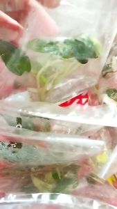 อโลคาเซียแบมบิโน่ด่างชมพูสวย (Alocasia Bambino Pink Variegated ) ต้นใหญ่ คัดจากแม่พันธ์คุณภาพสูง สวยมาก(ไม้เนื้อเยื่อ)