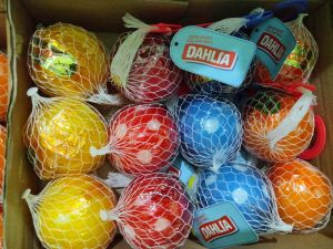 Kamper Dahlia Gantung Ball