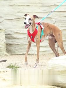 ZOOLAND Dog Harness Leash Set H-Shaped Design Front Clip Control Reflective Multi-Way Leash Breathable Mesh Adjustable