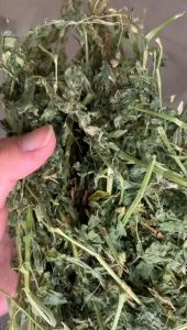 ULTRA PREMIUM ALFALFA HAY 1KG Carino Pets Rabbit Guinea Pig Chinchilla Food Jerami Arnab Rumput Kering Makanan Haiwan Kecil 兔粮 紫花苜蓿 豚鼠 龙猫