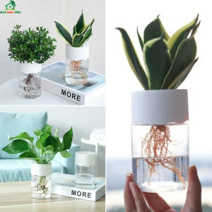 Nordic Transparent Hydroponic Flower Pot: A Complete Guide