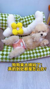 【READY-STOCK】Female Pet Sanitary Pants Washable Female Dog Nappies Reusable Dog Diapers 狗狗生理裤宠物用品尿不湿经期护垫 狗狗礼貌裤