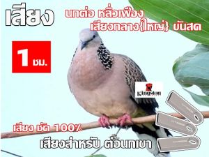เสียง นกเขาต่อ นาน 1 ชั่วโมง USB แฟลชไดร์ฟ สำหรับ ใช้ล่อนกเขา หมานๆ
