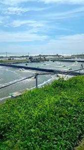 Probiotik Ikan dan Udang - Penghasil Bakteri Penghasil Asam Lactat/ LAB - PARAQUA LACTO (250 gr)