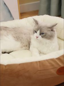 ที่นอนหมา เบาะ นุ่มฟูล้อมรอบ ความรู้สึกปลอดภัย พื้นที่มากมาย อุปกรณ์ช่วยพยุงคอเพื่อบรรเทาความเครียด นอนหลับ ไม่ยุบตัว กรงสุนัขขนาดกว้างขวาง โซฟาแมว โซฟาสัตว์เลี้ยง