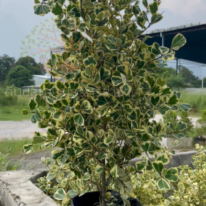 (ส่งฟรี)ต้นหัวใจเศรษฐีด่าง (ต้นสูง 90-95cm.) ปลูกประดับ ตกแต่งทำแนวรั้ว ใช้เวลาจัดส่ง 5-7 วัน