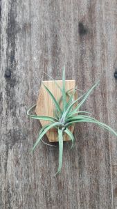 Tillandsia novakii x (xerographica x chiapensis)/ Pokok udara / Airplant / 空气凤梨- 滷肉x(霸王x香檳