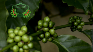 250g Cà Phê Robusta Nhà Núi – Gu Mạnh Tỉnh Táo Cực Nhanh | Đậm Vị – Thơm Lâu