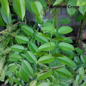 dahon ng libas 60 fresh leaves gulay plant