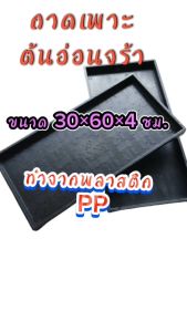 ถาดเพาะต้นอ่อนทานตะวัน แบบมีรู จํานวน 2 ถาด