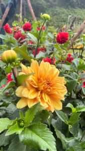 1 chùm củ hoa thược dược nội đủ màu to đẹp (có 4 màu)