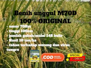 benih bibit padi M70D kualitas super unggul kemasan 1kg