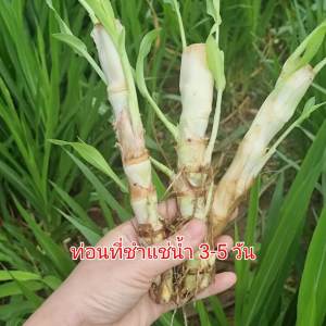 หุ้นพันธุ์หญ้าหวาน สำหรับปลูก100 ราคาพิเศษ หุ้นหญ้าหวาน ชุดหมอนหวาน เพื่อนไพรปลูกระชับ 20% สุขภาพสูง