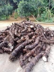 Củ bạc hà núi (Đao ở thất sơn ) 10kg  trị ung thư