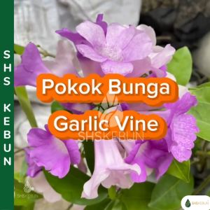 Pokok Bunga Garlic Vine Purple Pokok Bunga Bawang Putih Pokok Hiasan Luar Rumah Outdoor Plant Tumbuhan Hiasan Live Plant SHS Kebun