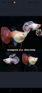 magenta short body guppy pair 1 male + 1 female