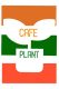 cafe_plant ไม้มงคล สับปะรดสี ชวนชม กระบองเพชร