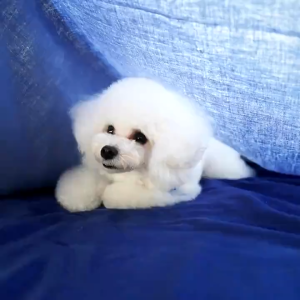 Hills Science Diet Canine Small & Mini Adult Sensitive Stomach & Skin 4lbs