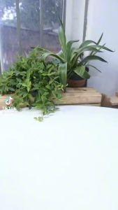 Máy Vắt Cam Tự Động Máy Ép Cam Và Hoa Quả Tự Động Sử Dụng Sạc USB Tiện Lợi Cao Cấp Dành Cho Mọi Gia Đình