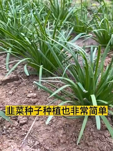 High Yield Chives Seeds (500 Seeds/pack) 791 Snow Leek Seeds Chinese Chives Seeds -A713