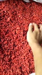 Kỷ tử đỏ kỉ tử đỏ câu kì tử dinh dưỡng hỗ trợ huyết áp cao cải thiện mắt (250g-1kg)