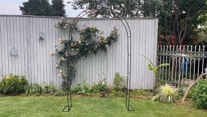 Wrought iron with base arches trellis vine trellis creature rose plant cket