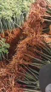 Super Rooting Liquid for Plants: 1000ML Rapid Growth Fertilizer