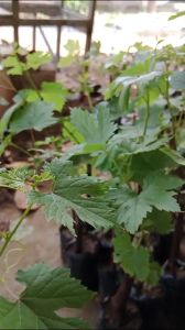 BIBIT ANGGUR IMPORT CARNIVAL CEPAT BERBUAH