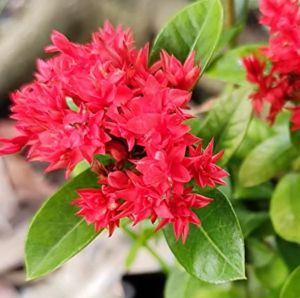ORANGE SANTAN rare santan live plants