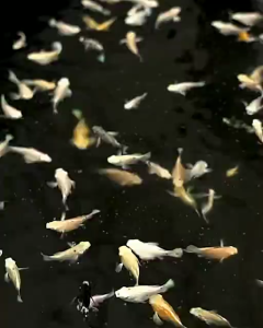 BM Fish Food อาหารปลาเกรด Super Food สำหรับปลาบอลลูน ปลาสวยงาม  แบบเม็ดกึ่งจมกึ่งลอย ปลากินดีมาก