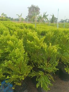 #ต้นล่ำซำ (ต้นหูหนู)(แพ็ค2ต้น) ขนาด60-80เซนติเมตร ไม้มงคลเสริมโชคลาภ ไม้ล้อม ไม้ฟอกอากาศ ทนแดดแรง ไม้พุ่มสวย ให้ร่มเงา ไม่ค่อยผลัดใบ ไม่ต้องคอยเก็บกวาดใบไม้ ต้นแข็งแรง ฟอร์มสวยพร้อมปลูกลงดิน