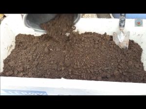 Green Bok Choy Seeds Green Purple bok choy Easy to grow Sweet taste good disease resistance high germination rate