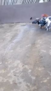 เสิ้อซ้อมไก่ ไทย-ป่าก๋อย คุณภาพ ดี สำหรับไก่ชน