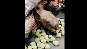 PETSEE MACFN Cacti Tortoise Food 陆龟粮 Sulcata Tortoise Pellet Tortise food Sulcata Food 陆龟食物 Star Tortoise Calcium 仙人掌高钙粮