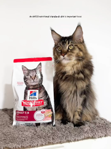 [8.8 PRESALE] Hills Science Diet Adult Salmon & Brown Rice Recipe Dry Cat Food 1.58kg x 7 Bags