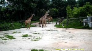 กล้อง SPTV HC802A กล้องสัตว์ป่า กล้องลูกเสือ กล้องมองหน้า เปิดใช้งานกลางแจ้ง ที่เปิดไซต์การซื้อที่ถูกต้องสูง