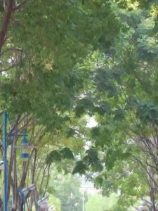 Portable Speaker & Megaphone: The Ultimate Guide