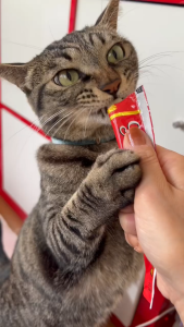 [CHÍNH HÃNG] Hũ 50 Thanh Súp Thưởng Cho Mèo😼 – INABA CIAO Churu Nhập Khẩu Thái Lan