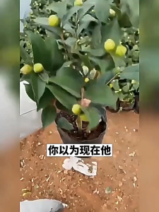 Potassium Dihydrogen Phosphate Foliar Fertilizer Universal Agricultural Phosphorus and Potassium Fertilizer Water-Soluble Fertilizer for Root Strengthening and Fruit Protection of Flower Potted Plants