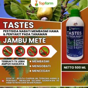 Obat Ulat Jambu Mete / Pestisida Pohon Jambu Mete/ Obat Hama Buah Jambu Mete/ Obat Ulat Tanaman Buah Jambu Mete / Obat Pelebat Buah Jambu Mete