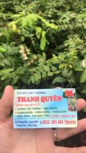 CÂY NHÃN XUỒNG TIÊU Cây cao trung bình 50cm đến 80cm.cam kết chuẩn giống vườn nhà nhân giống