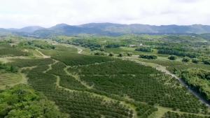 Jamaican Black Castor Oil Cold PressedCastor Oil in A Glass Bottle with Glass Dropper Eyelash&Eyebrow BrushesHexane Free for Fuller Thicker Hair EyelashesMoisturizes Skin (1.9 Fl Oz (Pack of 1))