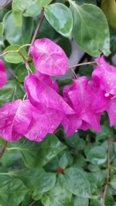 Dao chặt xương hoạt tiết vân nổi thép nguyên khối không gỉ siêu sắc bén